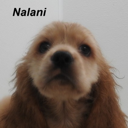 puppy, for, sale, Cocker Spaniel, Joe & Cherri  Overlease, dog, breeder, Miller, MO, dog-breeder, puppy-for-sale, forsale, nearby, find, puppyfind, locator, puppylocator, aca